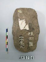 藏品(打磨製石斧)的圖片